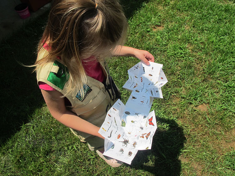 backyard safari bug chart review